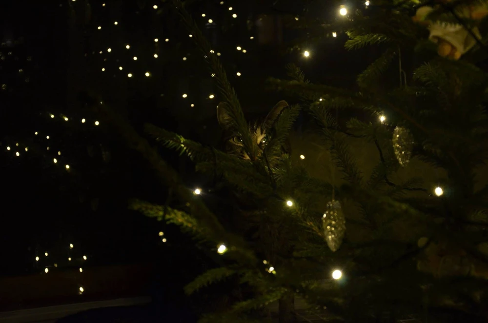 Image uploaded by Niko