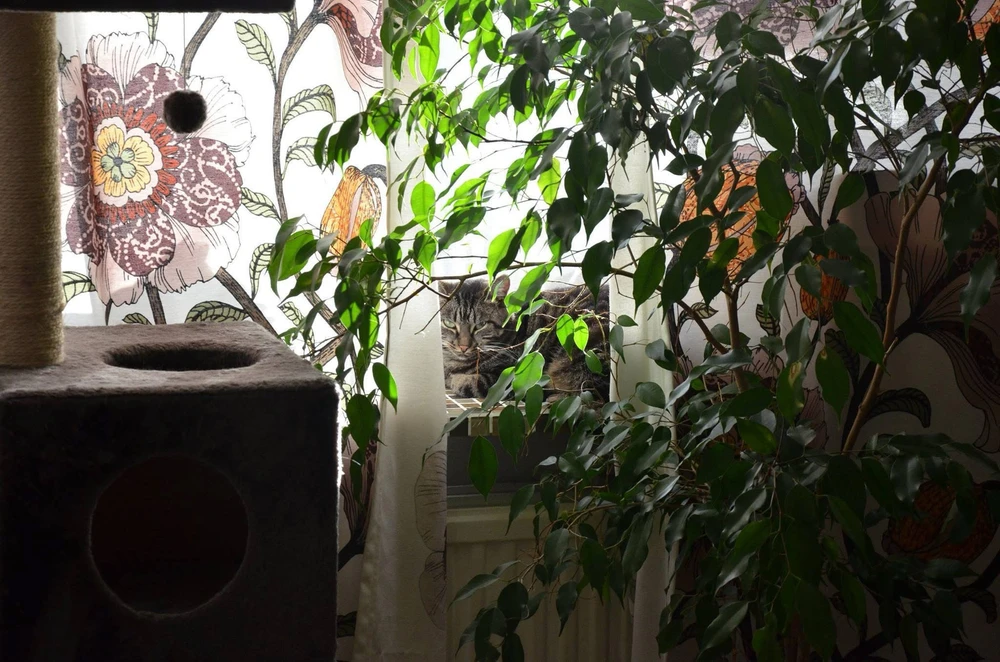 Image uploaded by Niko