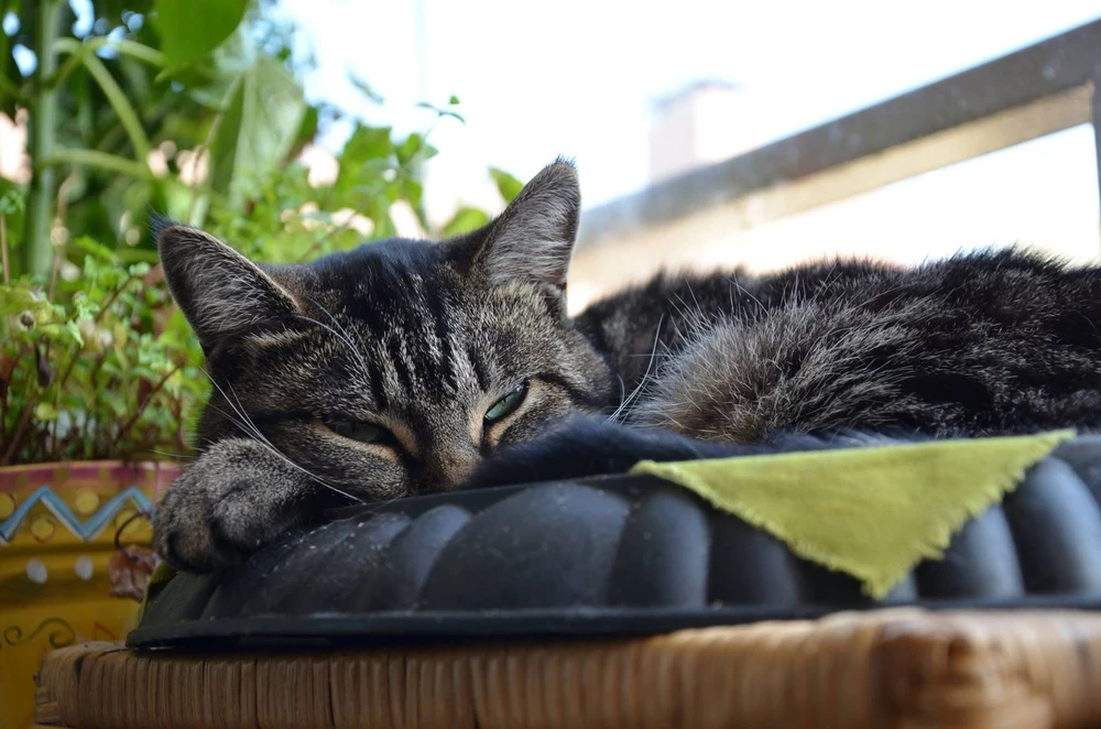 Image uploaded by Niko