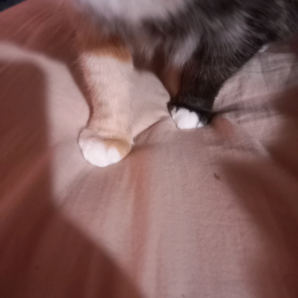 A picture of a tortise shell coloured cat on a pink bed spread, with one Carmel foot. And one black foot. Both with socks