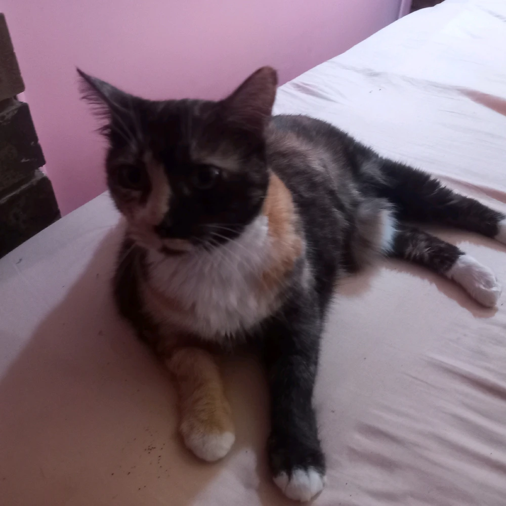 A tortise shell cat named mowe lying on a bed. Her Carmel and black feet with their matching white tips clearly displayed