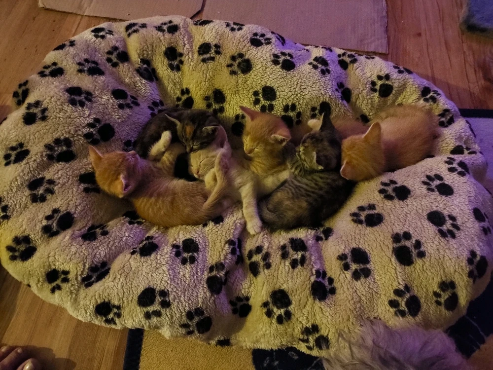 GIF uploaded by Nicole