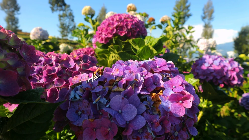 GIF uploaded by Ahdiya