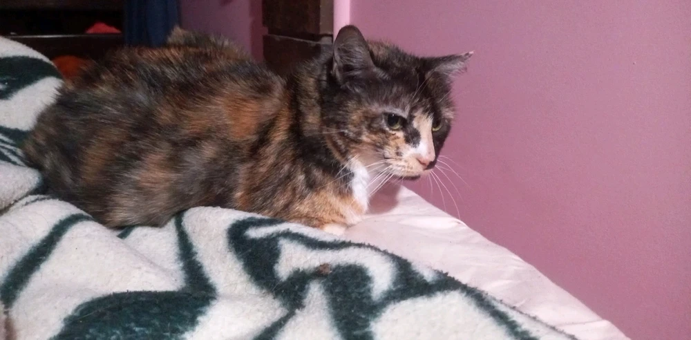 GIF diunggah dening Bryce