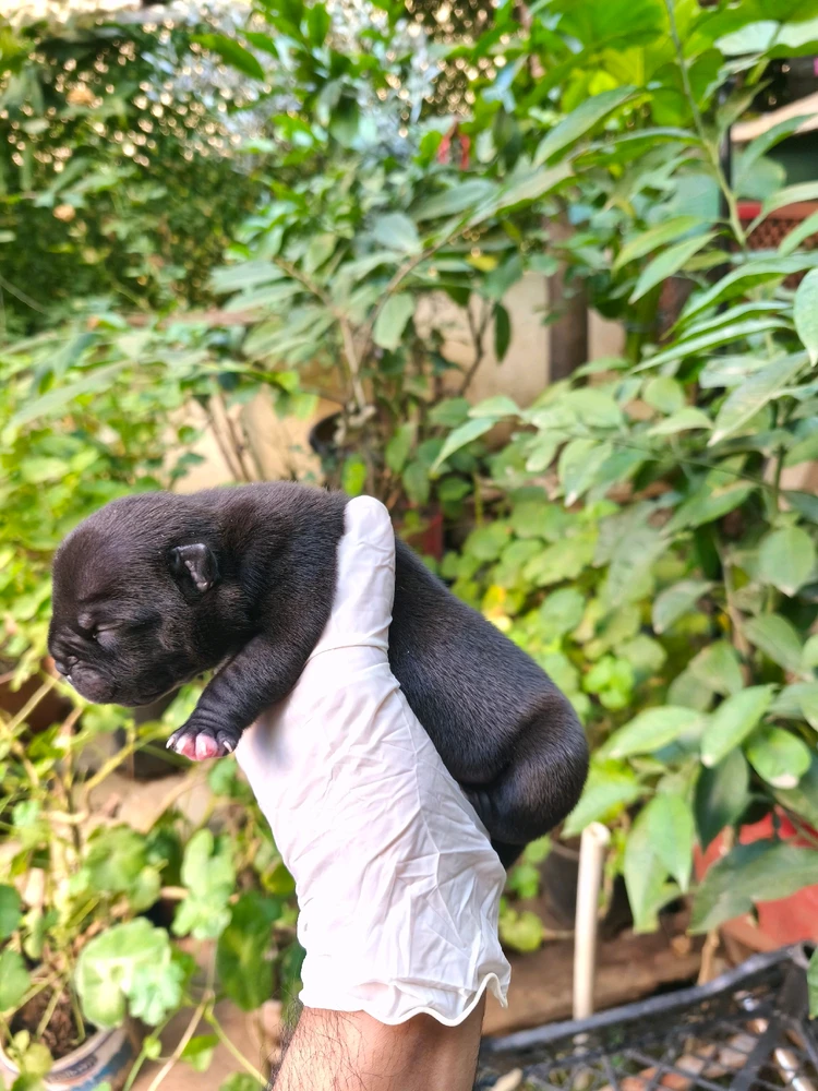 İbrahim tarafından yüklenen GIF