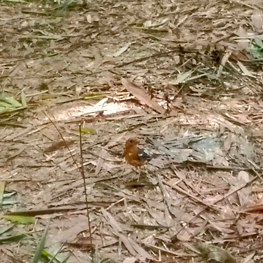 Image uploaded by Niloy