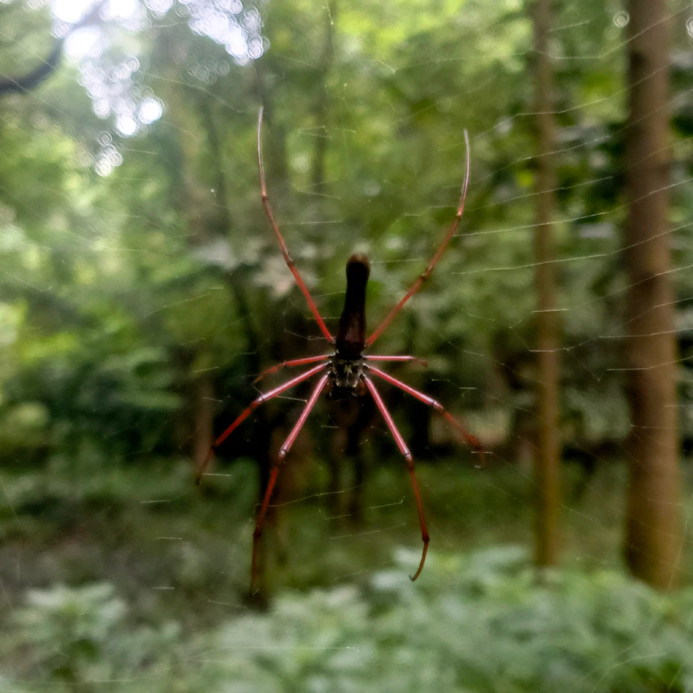 Image uploaded by Niloy