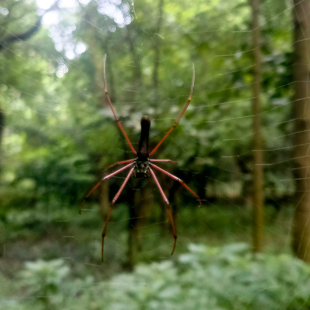 Image uploaded by Niloy