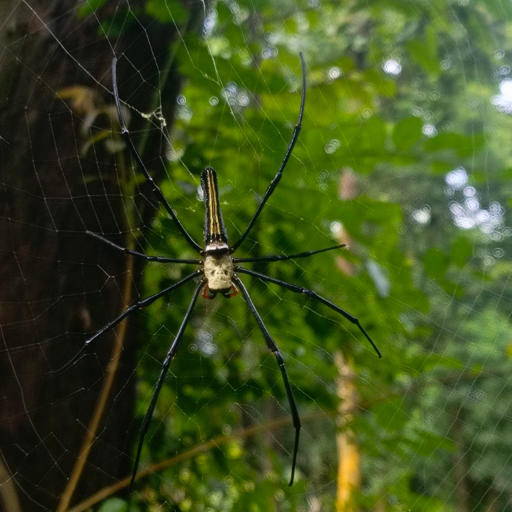 Image uploaded by Niloy