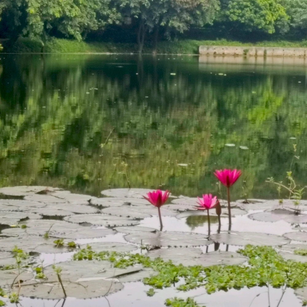 Image uploaded by Niloy