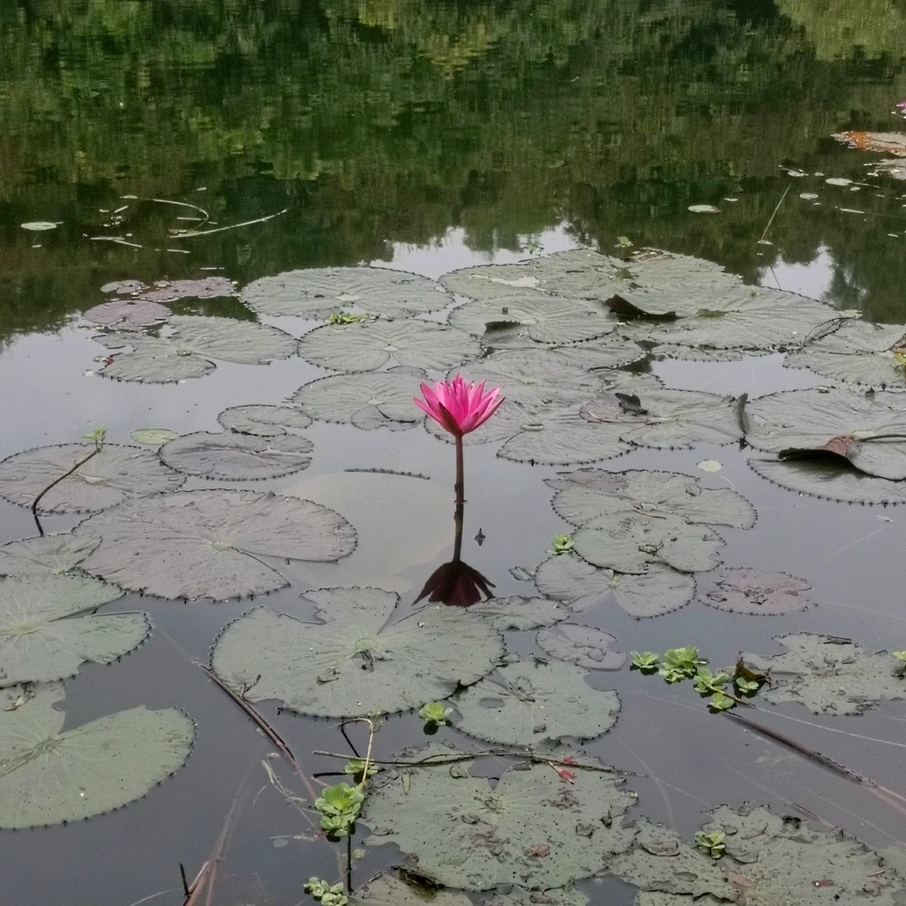 Image uploaded by Niloy