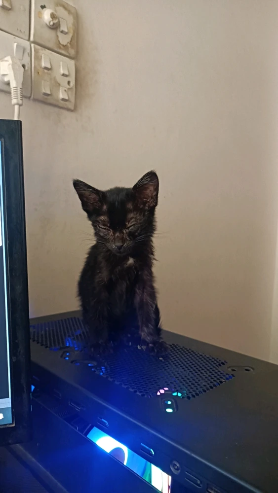 Image uploaded by Amir