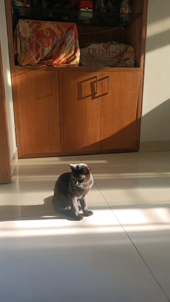 Image uploaded by Amir