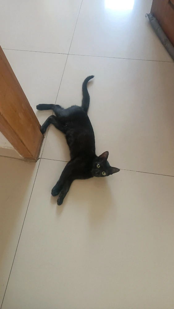 Image uploaded by Amir