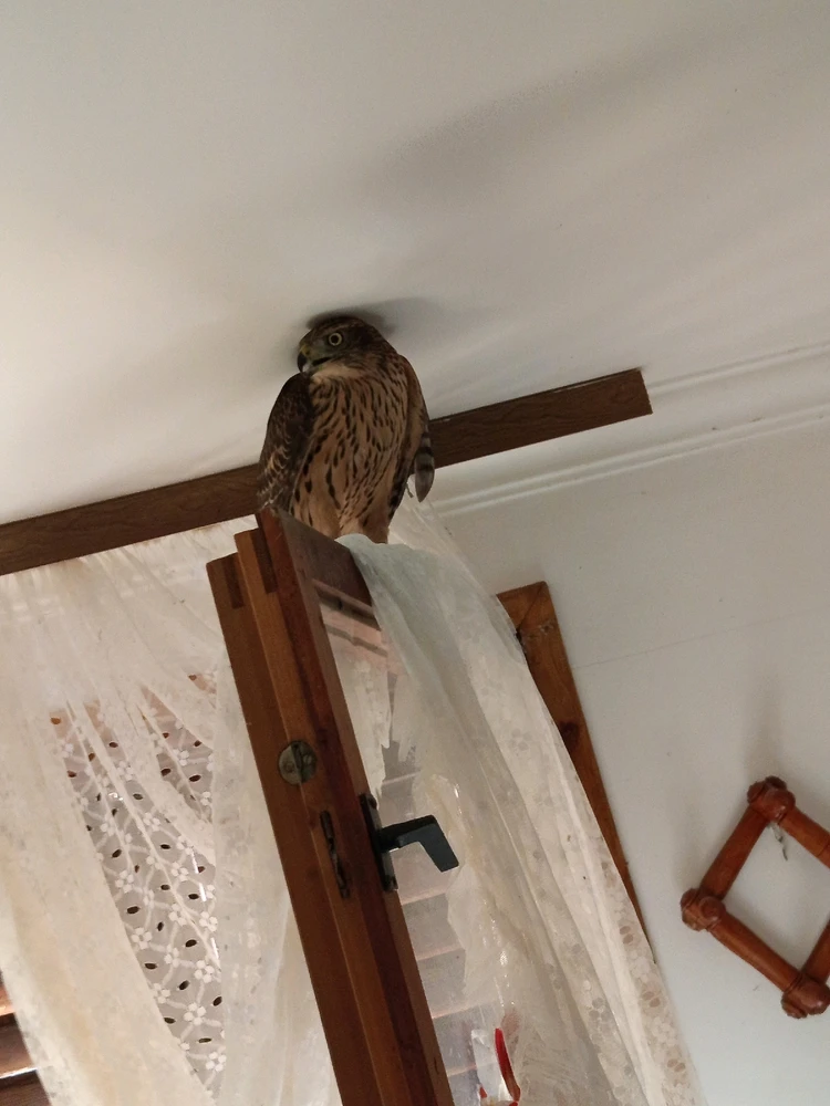 Gambar diunggah dening Mox