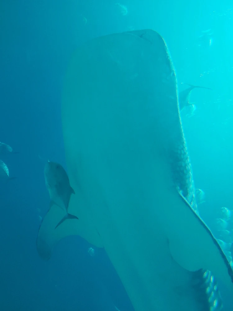 GIF uploaded by Jonathan