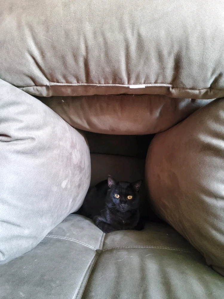 GIF hochgeladen von Rafael