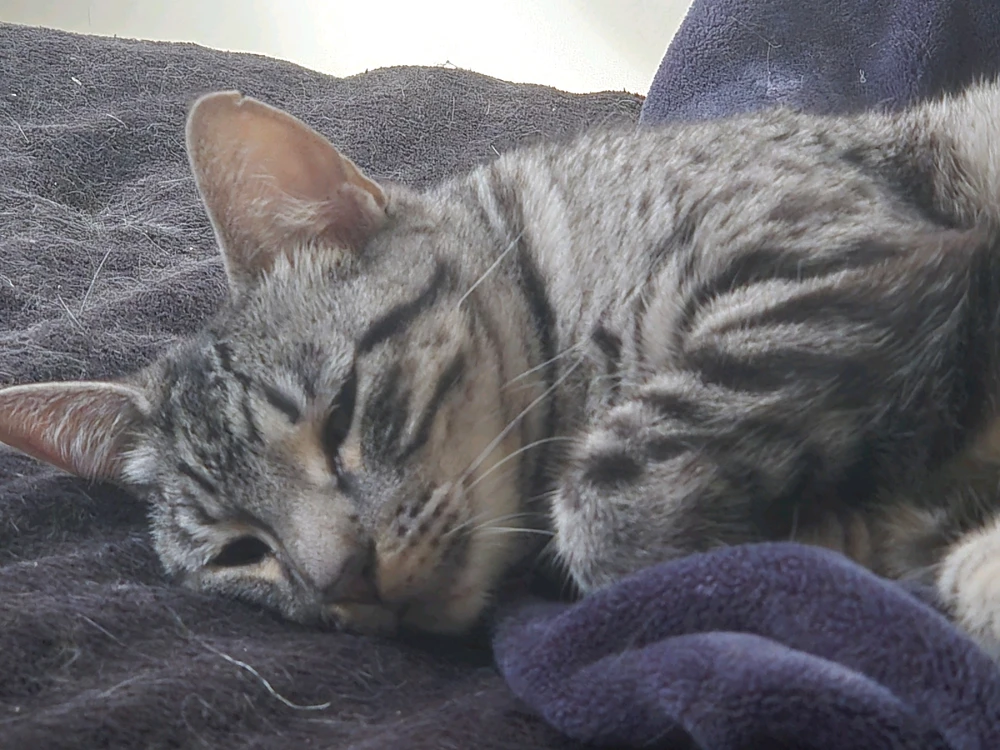 GIF uploaded by James