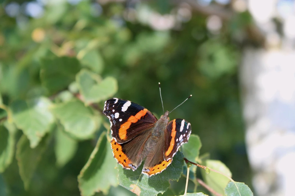 GIF nahrál ⭕⭕ Hlubina