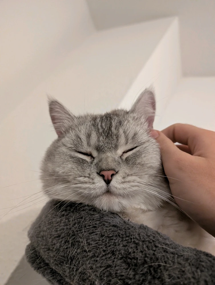 GIF hochgeladen von Rafael