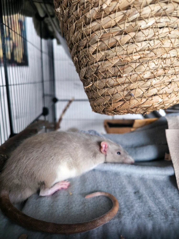 GIF hochgeladen von Luzi