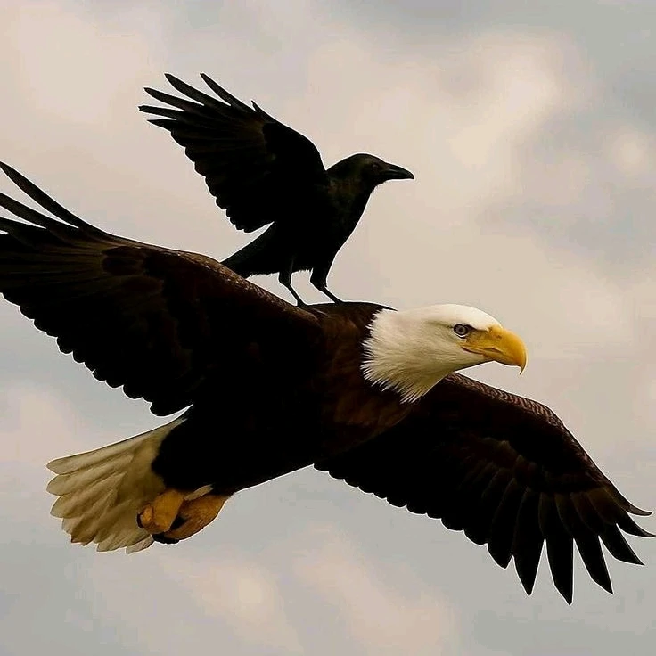 The crow never thought it could fly freely so high