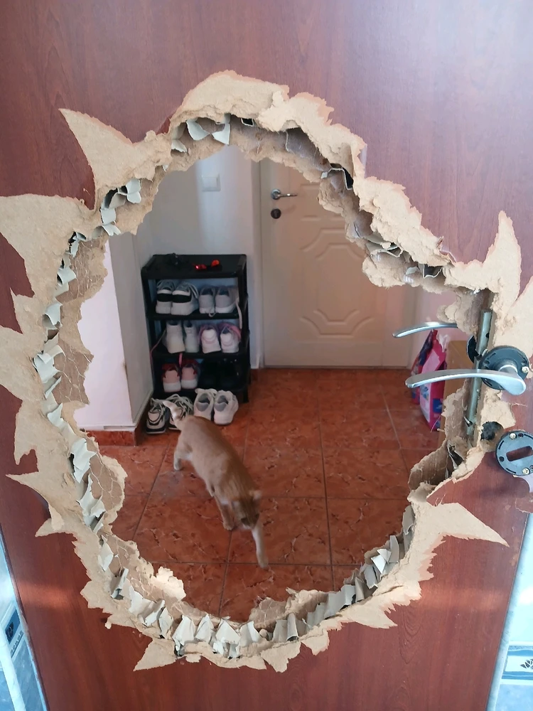 GIF uploaded by Cat-a-strophe