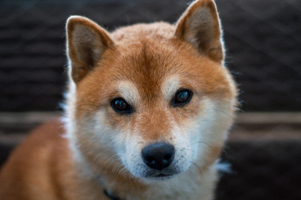 Фото загрузил Brian