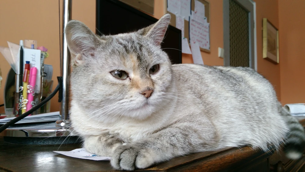 Obrázek nahrál Karel