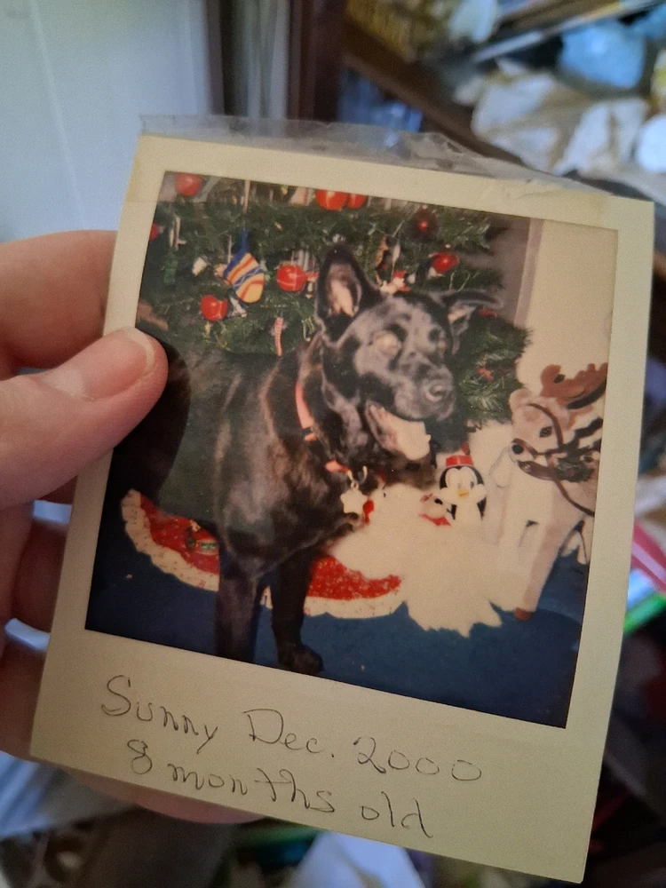 GIF uploaded by Evan