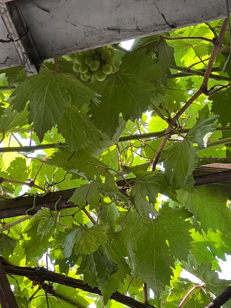 Gambar diunggah dening Kishma