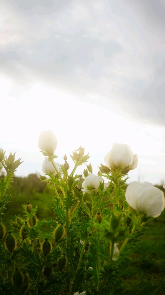 Imagen subida por Luis fer