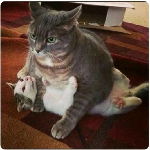 GIF hochgeladen von Doris