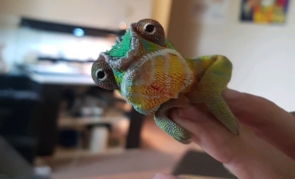 Image uploaded by Jevin