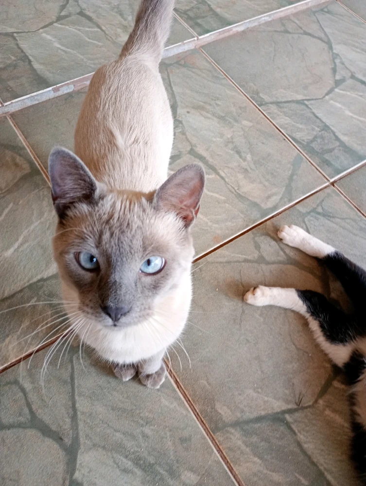 Paçoca tá de olho em vc