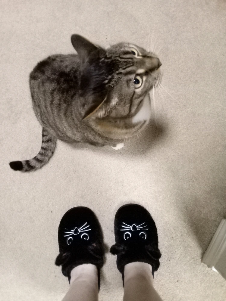 GIF uploaded by Phoenix