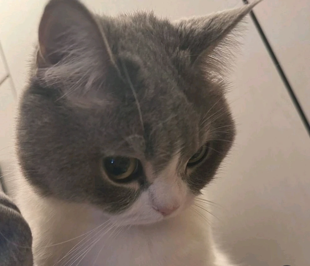 GIF uploaded by Sofia