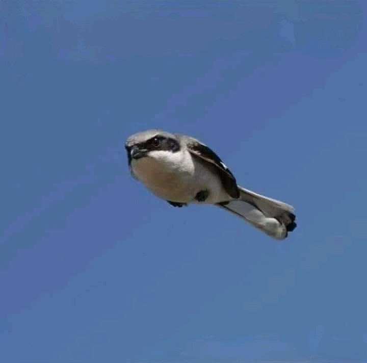 GIF hochgeladen von Doris