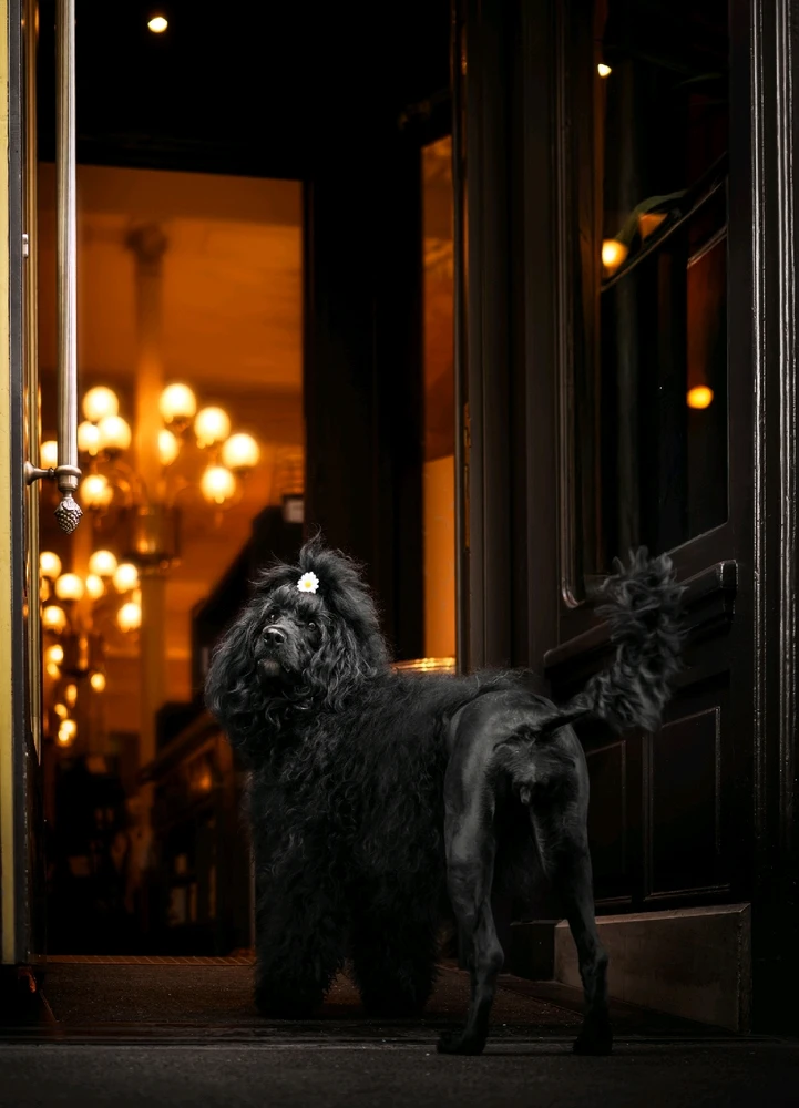 GIF geüpload door Jason