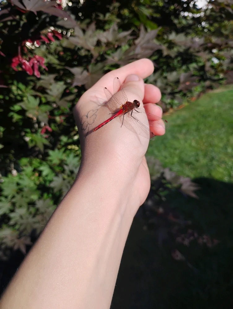 Foto nke Rose tinyere