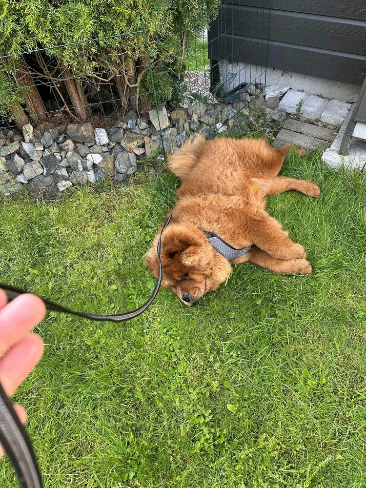 GIF uploaded by Joachim