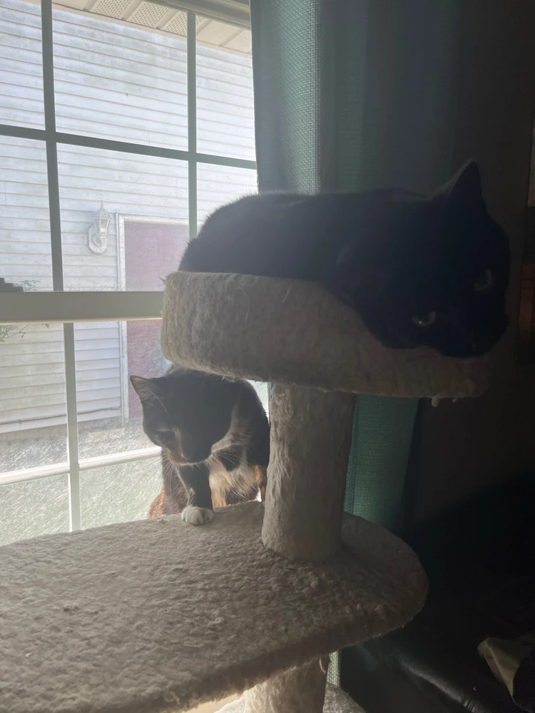 GIF uploaded by Kayla