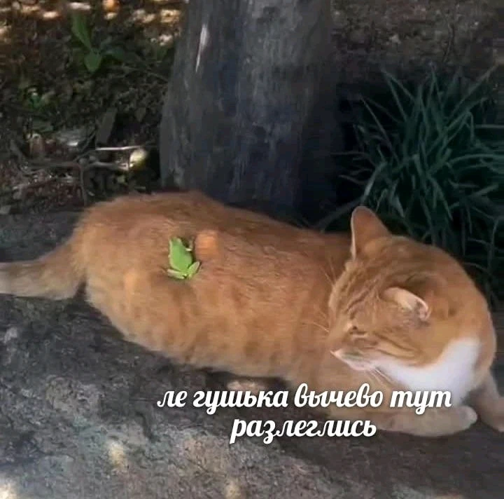 GIF загрузил Елизавета