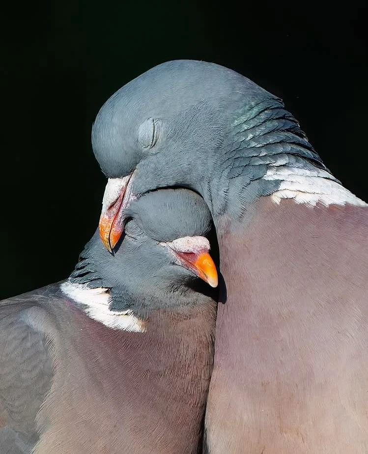 Imagine încărcată de Flavius