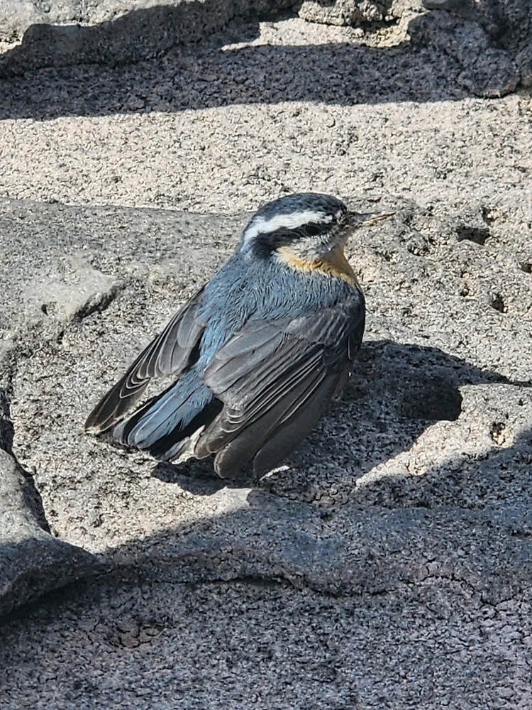 This little guy flew into my leg as I was basking in the sun. He was shook up, so I was able to get right up to him.