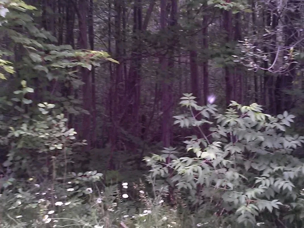 GIF uploaded by Marta the Mystic