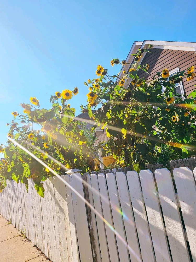 Image uploaded by Lovely