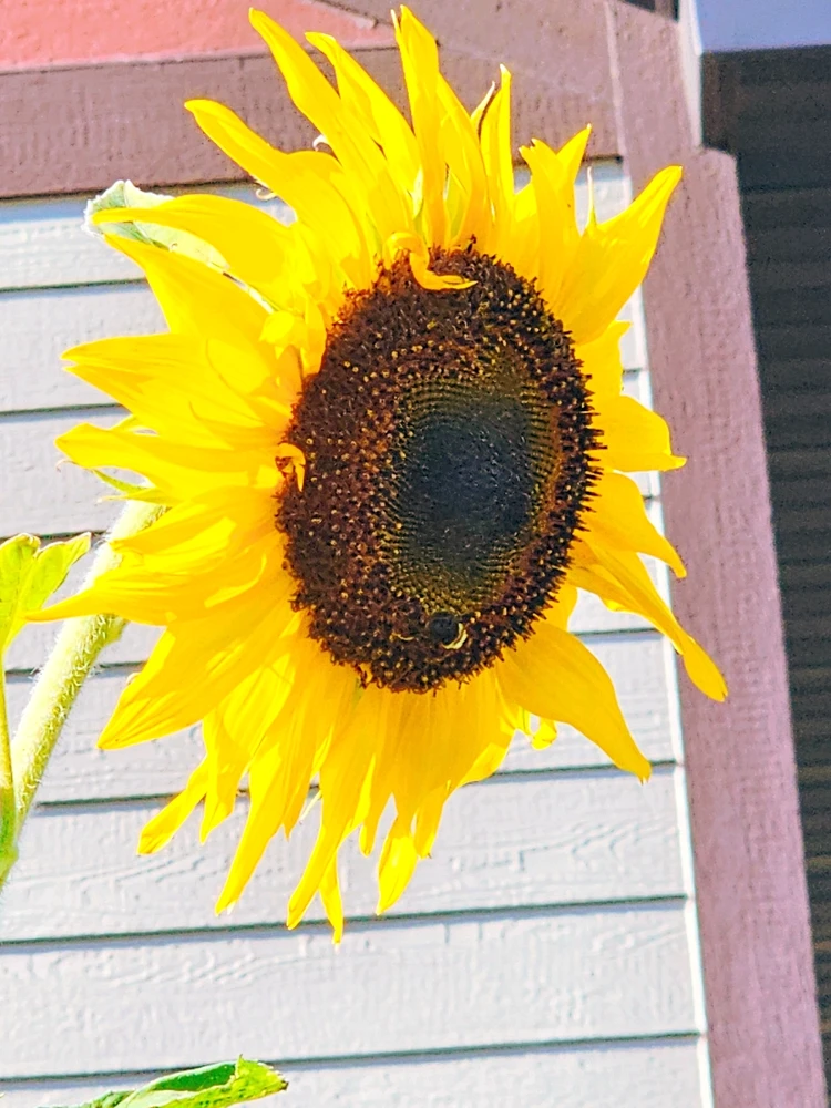 Image uploaded by Lovely