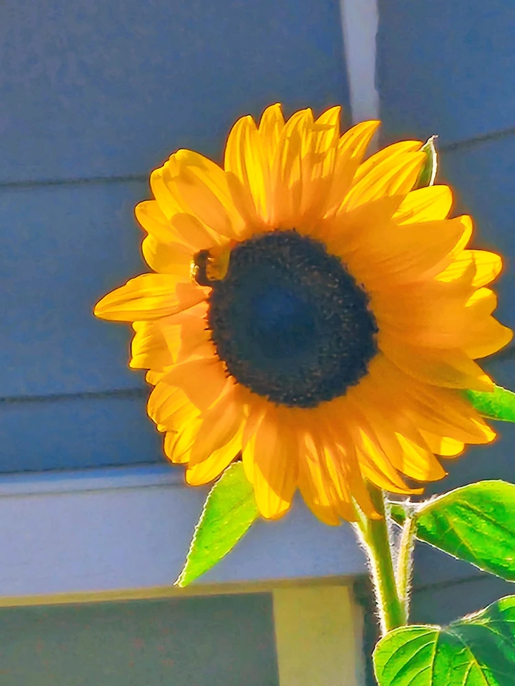 Image uploaded by Lovely