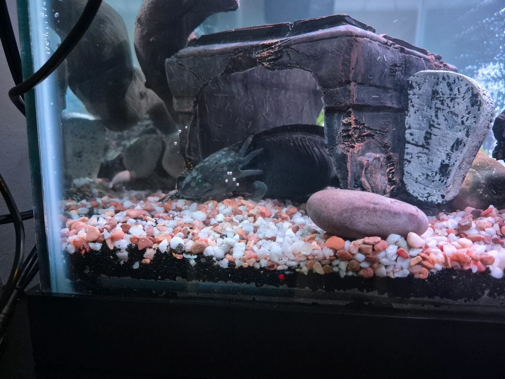 GIF diunggah dening Natalie